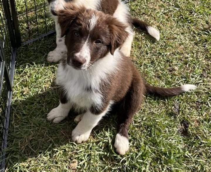 Discover the Enchanting Charm of Light Brown Border Collie Puppies