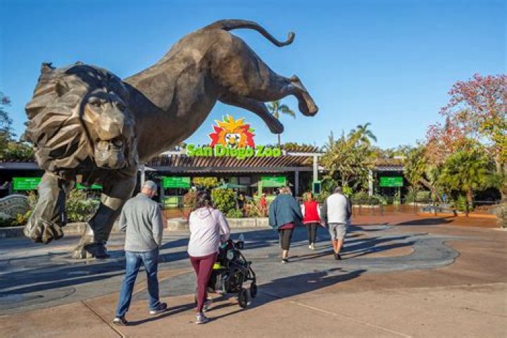 Experience the Magic of San Diego Zoo: A Guide to Unforgettable Adventures