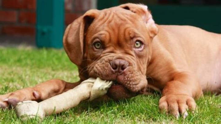 Guide to Safe Dog Chews for Aggressive Chewers