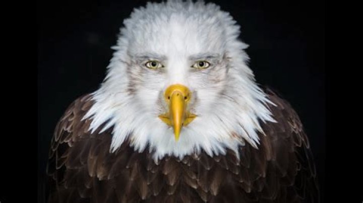 Gunther Eagleman Bio: A Comprehensive Look into the Life of a Visionary Entrepreneur