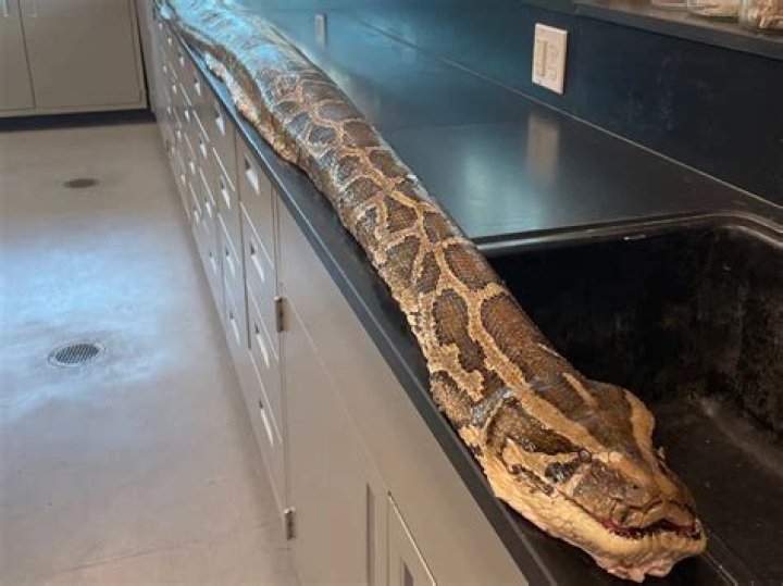 Unraveling the Mysteries of the 198 lb Burmese Python